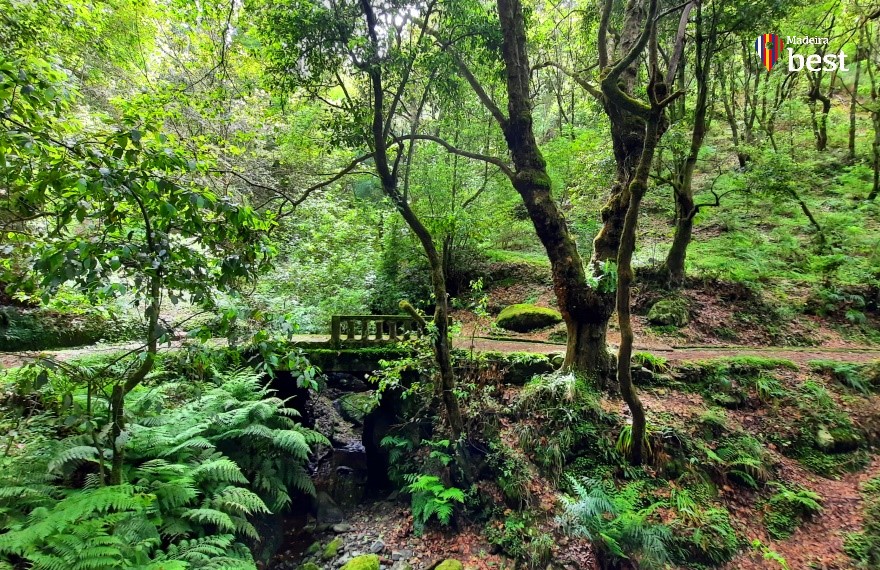 Floresta da Laurissilva da Madeira - Parque do Ribeiro Frio